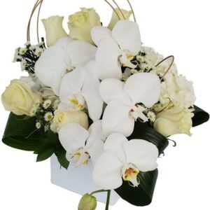 White Paradise
