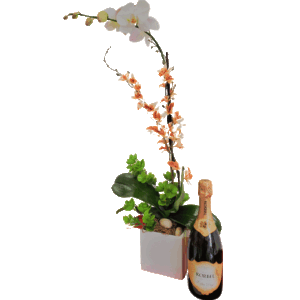 Beautiful White Orchid Arrangement + Bottle Of Wine