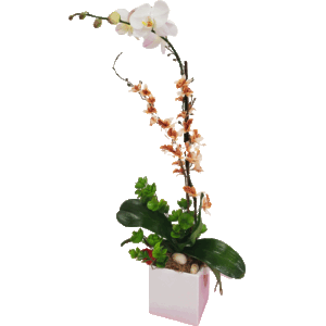 Beautiful White Orchid Arrangement